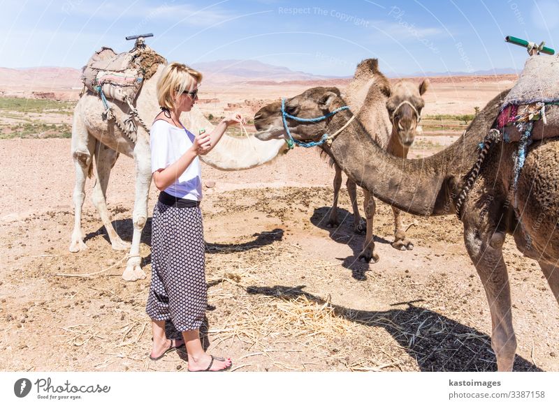 Junge Frau mit Kamelen in Marokko. Camel Dromedar Haustier wüst Mädchen Abenteuer Tier Arabien Kaukasier Ausflugsziel Dunes Ägypten Dame mehendi Nomade