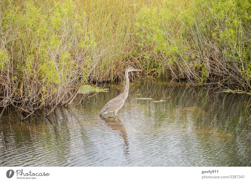 Graureiher in den Everglades Vogel Feder Tier Everglades NP Florida USA Landschaft Außenaufnahme Farbfoto Natur Ferien & Urlaub & Reisen Umwelt Wasser Ausflug
