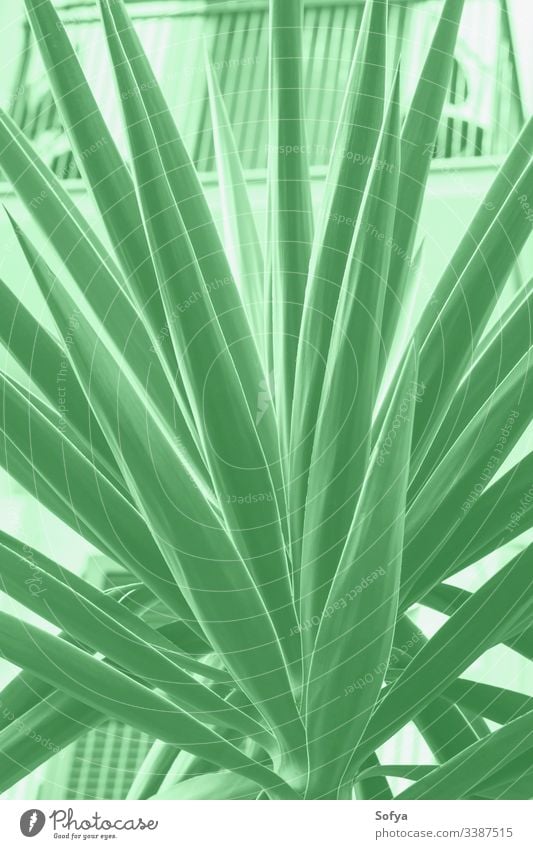 Sukkulente in der Stadt. Minze-Farbe 2020 Natur Sommer Frühling neo grün Design zartes Grün Stilrichtung trendy modern Neogrün grüne Minze Farbe Jahr Handfläche