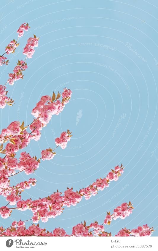 Der Frühling kommt mit Ästen von links in den strahlend, blauen Himmel, verbreitet Lebensfreude, Glücksgefühle und läßt Textfreiraum für zarte, rosa Blüten.