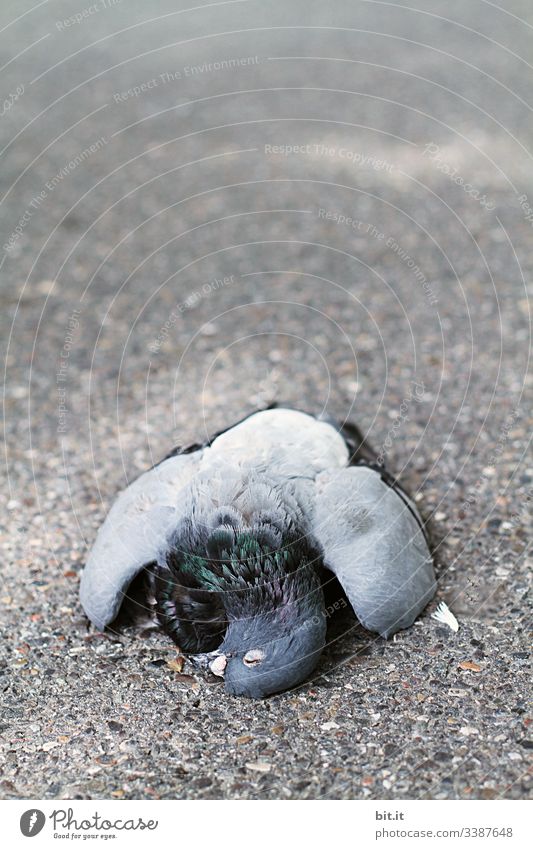 Vorderansicht einer toten Taube, diese liegt leblos auf dem Asphalt einer Straße und läßt Kopf und Flügel nach unten hängen. Tod Verhungert Vogel Feder Frieden