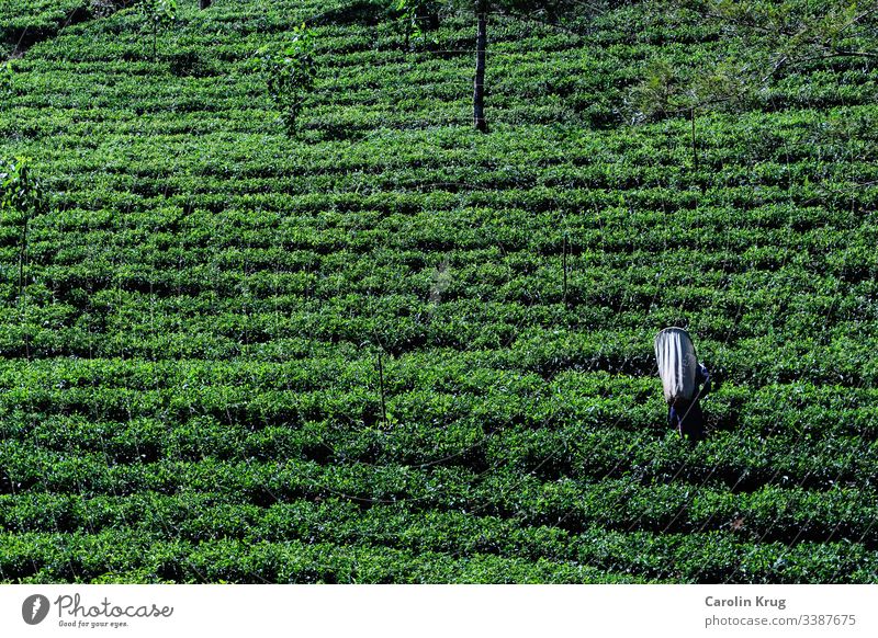 Arbeiterin in einer Teeplantage in Sri Lanka Reisen Eisenbahn grün schwarz weiß Zeremonie pflücken Essen und Trinken Freiheit Genuss Ceylon Asia Lebensmittel