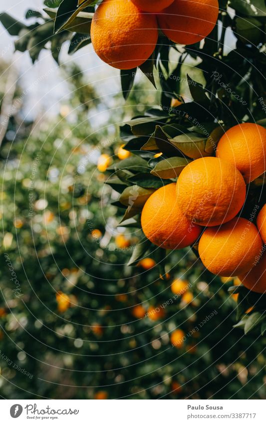 Orangen in einem Baum orange Orangenbaum Orangenhain Farbfoto Außenaufnahme Natur Tag Umwelt Frucht Textfreiraum links Orangensaft Vitamin C Zentralperspektive