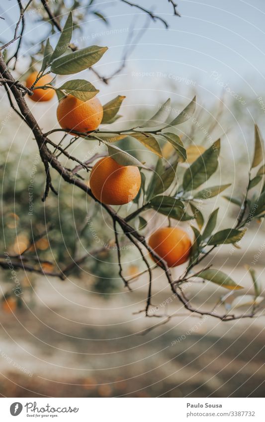 Orangen in einem Baum orange Orangensaft Farbfoto Gesundheit Frucht Vitamin Ernährung Vitamin C Zitrusfrüchte Lebensmittel Gesunde Ernährung Bioprodukte saftig