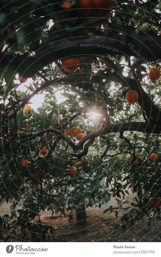 Orangen in einem Baum orange Orangenbaum Orangenhain Farbfoto Außenaufnahme Natur Tag Licht Textfreiraum unten Gesundheit Sonnenlicht Umwelt Detailaufnahme
