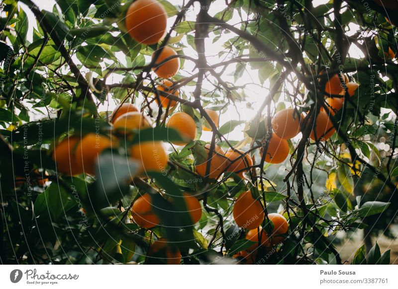 Orangen auf einem Baum orange Orangensaft Orangenbaum Vitamin vitaminreich Vitamin C Zitrusfrüchte Frucht Ernährung Gesunde Ernährung frisch gelb Bioprodukte