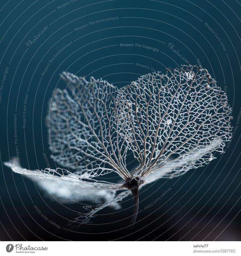 Blütenstruktur einer Hortensie Makro Natur Freisteller Hintergrund neutral Farbfoto Pflanze Menschenleer Textfreiraum oben Schwache Tiefenschärfe