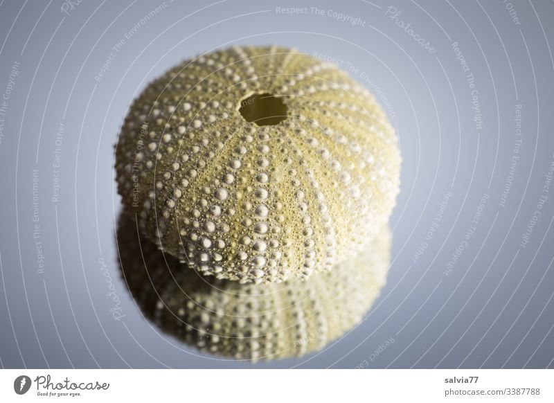 Symmetrie | Seeigelsketett Seeigelskelett rund Formen und Strukturen Nahaufnahme außergewöhnlich Vergänglichkeit abstrakt Muster Menschenleer gespiegelt