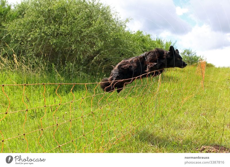 Hund springt über einen Zaun ein lizenzfreies Stock Foto von Photocase