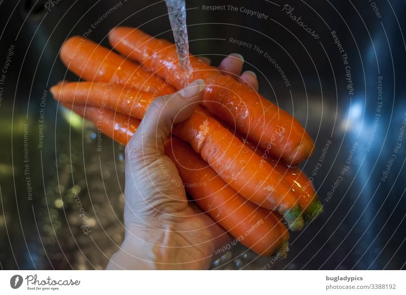 Möhren, die mit ein der Hand unter fließendes Wasser über ein Waschbecken in der Küche gehalten werden Karotten Waschen Reinigen Wasserhahn Bioprodukte