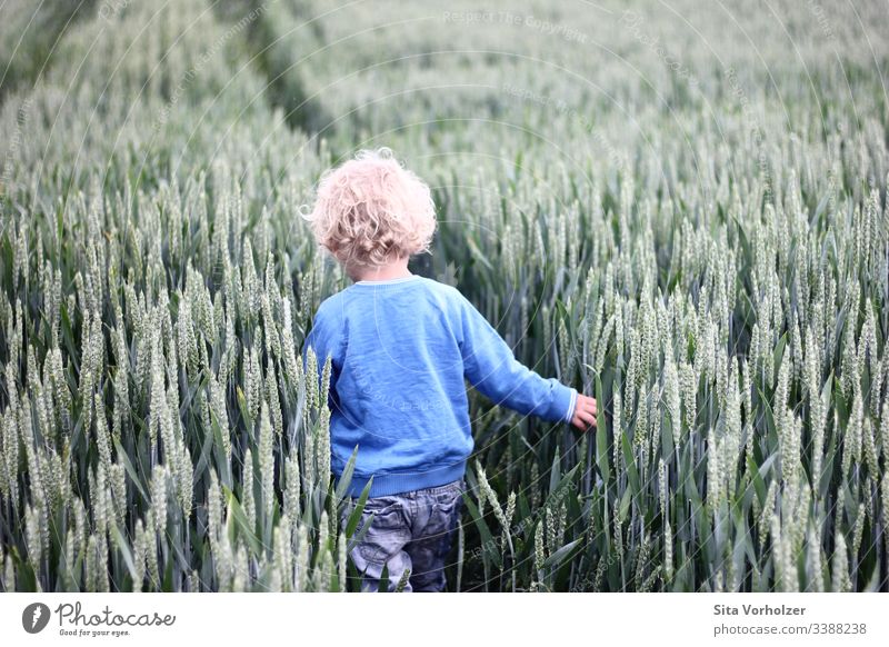 Kleiner Junge im Kornfeld Spielen Sommer Kind Kleinkind Kindheit 1 Mensch 3-8 Jahre Natur Weizenfeld Feld blond Locken berühren entdecken frei natürlich Neugier
