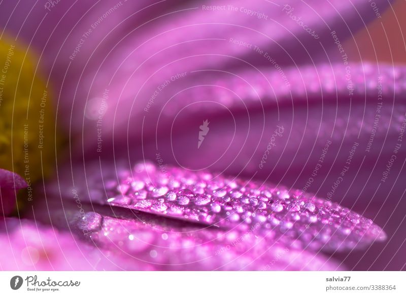 Tautröpfchen auf Blüte Natur Pflanze Blume Makroaufnahme Blütenblatt Farbfoto Unschärfe Menschenleer Detailaufnahme Sommer Frühling violett Duft rosa zart pink