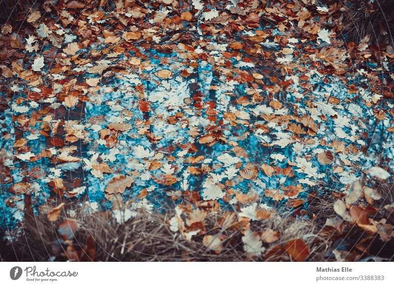 Laub in einer Pfütze Herbst Regen Wasser Reflexion & Spiegelung Straße Blatt Wetter nass Baum Natur Menschenleer Außenaufnahme schlechtes Wetter Umwelt feucht