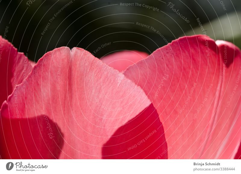 Zarte Blütenblätter einer rosa Tulpe im Frühling im Gegenlicht als Makroaufnahme vivid easter drawing organic elegant idyllic gardening botanical bloom flora