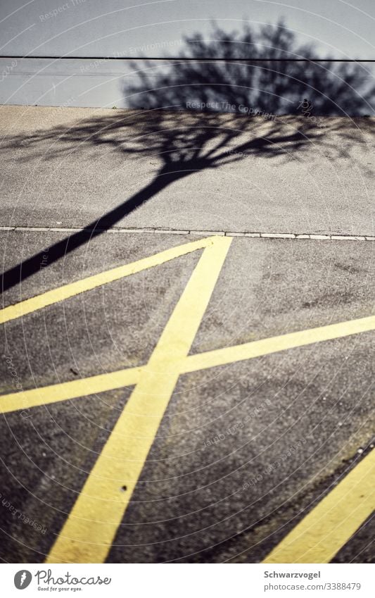 🌴 Schatten x Markierung Linie asphalt Strukturen & Formen Straße Streifen Baum