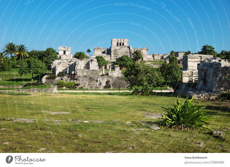 El Castillo bei den Maya-Ruinen mit tropischen Pflanzen, Tulum, Mexiko antik Karibik Kultur alt Yucatan Stein Tempel Zivilisation mexikanisch reisen Wahrzeichen