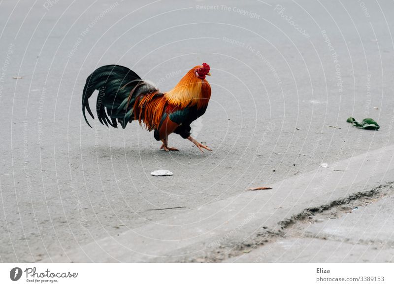 Ein Hahn mit bunten Federn, der auf einer Straße entlang läuft Tier stolzieren spazierengehen prächtig Asphalt Dinge gefiedert Bauernhof geflügel Farbfoto Vogel