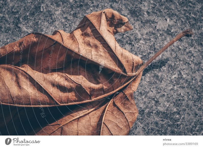 Herbstlaub Blatt Ahornblatt Winter Farbfoto Pflanze Menschenleer Tag Umwelt Außenaufnahme Baum Natur Detailaufnahme herbstlich Herbstfärbung