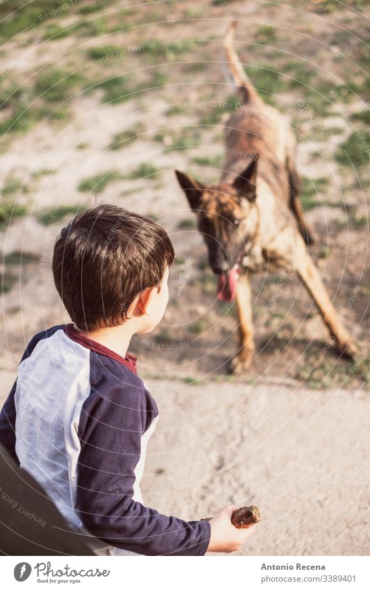 Junge spielt, indem er einen Stock auf seinen Hund wirft Spiele Hunde Kind belgien Schäfer Gefahr Tier Haustier zwei 4s 5s Kinder Hinterhof im Freien Frühling