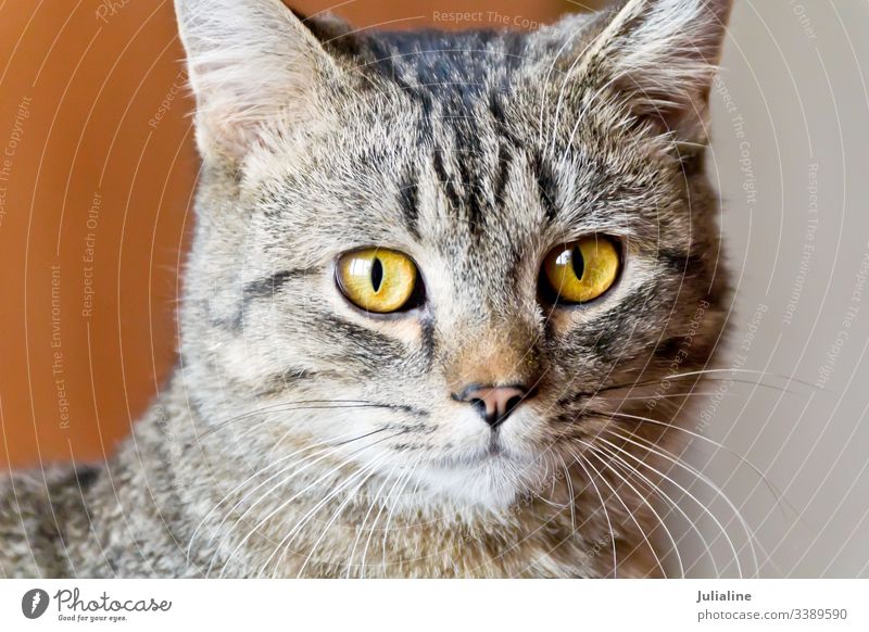 Katzenportrait mit gelben Augen katzenhaft Haustier Tier Streifen grau Säugetier Oberlippenbart Schnurrbart Backenbart Koteletten