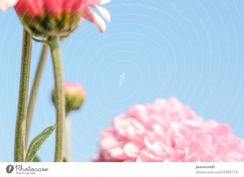 unscharfe Blume vor Himmel Blüte Pflanze Nahaufnahme rosa Frühling Hintergrund neutral Schwache Tiefenschärfe Menschenleer Blühend Sommer zart schön duftend