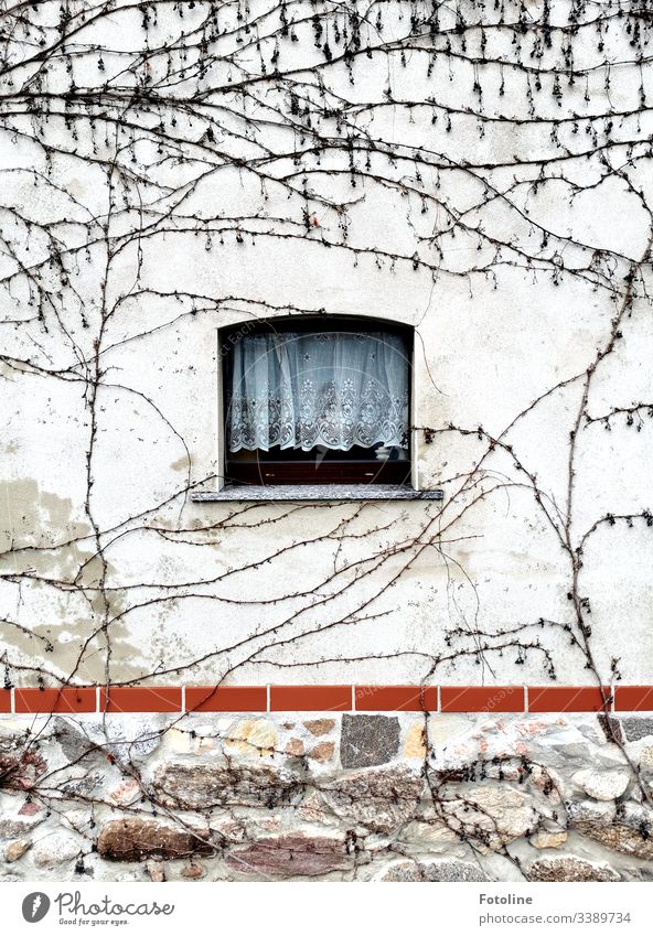 Ein kleines Fenster mit Gardiene in einer mit wildem Wein bewachsenen Mauer im Winter Architektur Haus Fassade Gebäude Menschenleer Farbfoto Außenaufnahme Tag