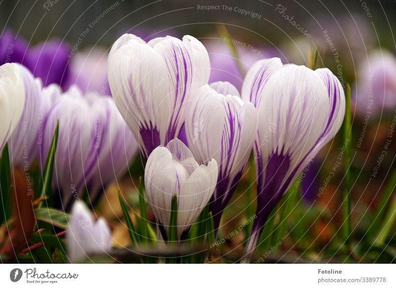 Krokusse Frühling Blume Blüte violett Natur Pflanze Farbfoto Außenaufnahme Nahaufnahme Blühend Garten Menschenleer Schwache Tiefenschärfe Frühlingsgefühle Tag