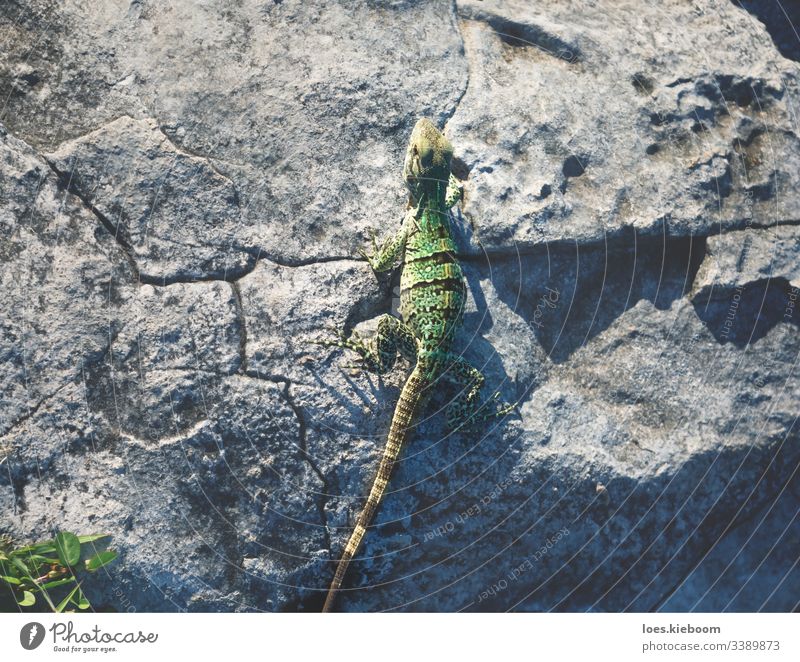 Aarialansicht eines Babyleguans auf einem Stein, Mexiko Leguane Reptil Antenne posierend tropisch Tierwelt wild Karibik mexikanisch reisen Yucatan schön