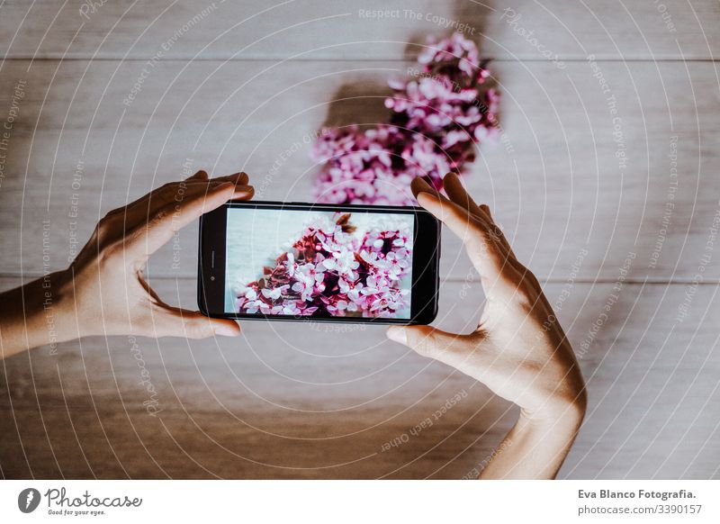 Frau, die im Haus ein Foto von schönen rosa Mandelbaumblüten macht. Technik und Frühlingskonzept Handy Technik & Technologie Bild Fotokamera Bildschirm Blumen