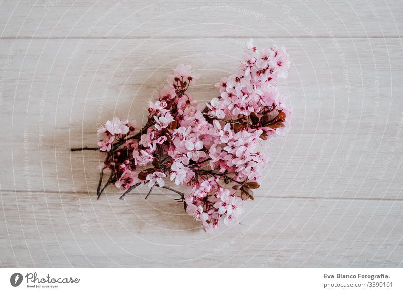 Frühlingsbordüre oder Hintergrundkunst mit rosa Blüte. Wunderschöne Naturszene mit Mandelbaumblüten im Innenbereich. Frühling Blumen Überstrahlung Blumenstrauß