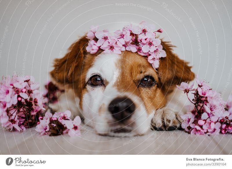 porträt des süßen jack russell hundes, der sich zu hause mit einem schönen mandelbaumblütenkranz entspannt. frühlingskonzept Hund Haustier niedlich Krone