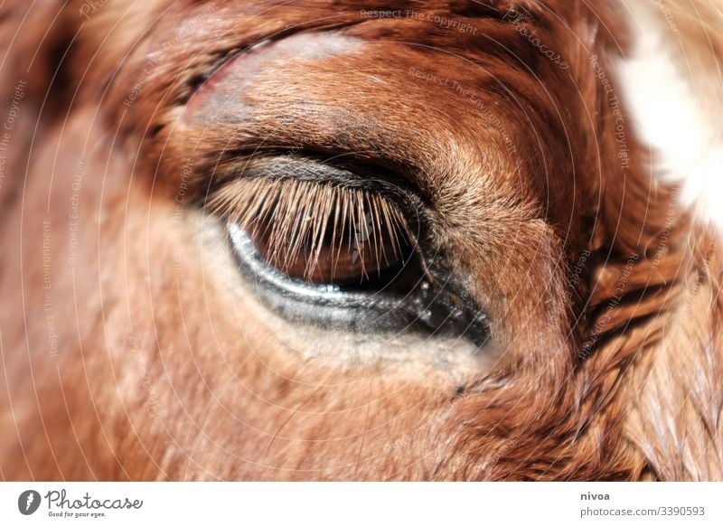 verletztes Pferdeauge Island Ponys Verletzung Auge Detailaufnahme blesse Tier Farbfoto Außenaufnahme Tag 1 Tierporträt Nutztier Natur Wildtier Tiergesicht
