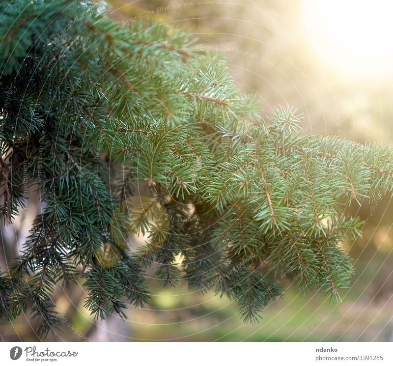 grüner Fichtenzweig in den Strahlen der untergehenden Sonne im Park Ast Baum Tanne Kiefer Natur Saison Immergrün Pflanze Holz Nadel nadelhaltig natürlich Wald