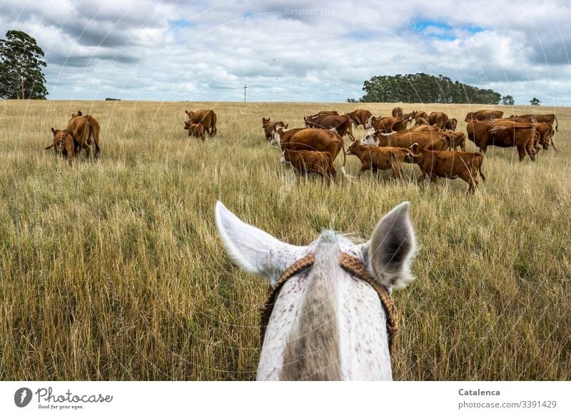 Behutsam treibt der Reiter die Mutterkühe mit ihren Kälbern durch das hohe, trockene Gras vor sich her Blau Braun Grün Sommer Natur Landschaft Pferde Pflanze