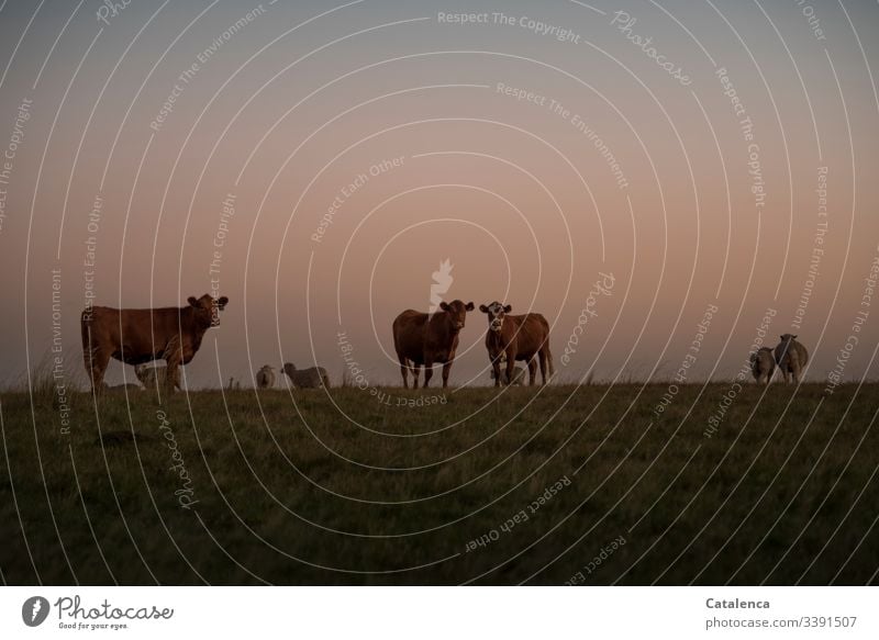 Abends auf der Weide, die Kühe schauen interessiert zu, die Schafe wenden sich ab Fauna Nutztiere Herde Natur Tiergruppe Wiese Dämmerung Himmel Horizont Umwelt