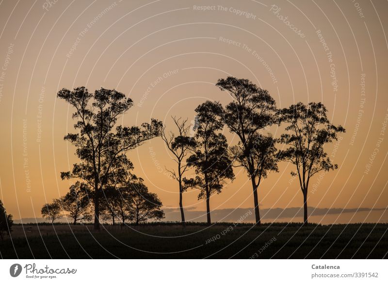 Die Silhouetten der Eukalyptusbäume heben sich am Horizont vom Abendhimmel ab Natur Landschaft Dämmerung Pflanze Baum Himmel Abenddämmerung Sommer
