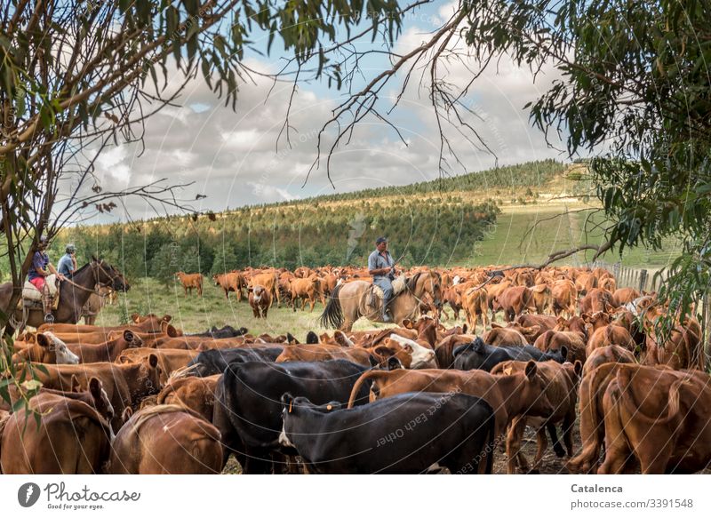 Reiter zählt Rinder aus einer zuvor zusammengetrieben Herde Kuhherde Tiergruppe Tierhaltung Landwirtschaft Grasland Weide Fauna Flora Pferd Person Gaucho
