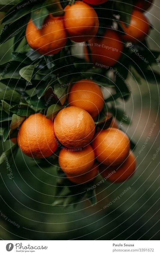 Nahaufnahme von Orangen in einem Baum orange Frucht Orangensaft Vitamin Gesundheit Vitamin C Farbfoto Ernährung Zitrusfrüchte Gesunde Ernährung Getränk