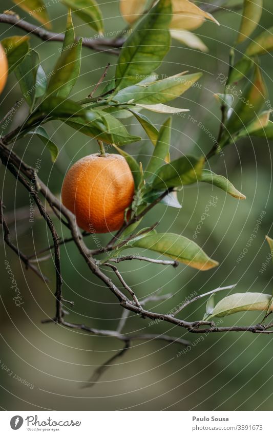 Nahaufnahme einer Orange in einem Baum Orangenbaum Orangenhain orange Farbfoto Natur Leerzeichen nach unten kopieren Außenaufnahme Gesundheit Vitamin C