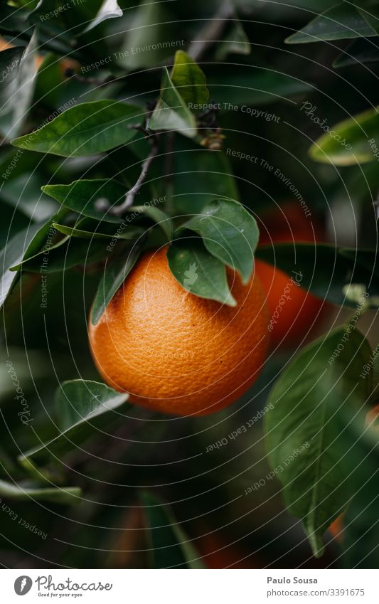 Nahaufnahme einer Orange in einem Baum Orangenbaum orange Natur Farbfoto Orangenhain Frucht Gesundheit Umwelt Außenaufnahme Tag Textfreiraum unten