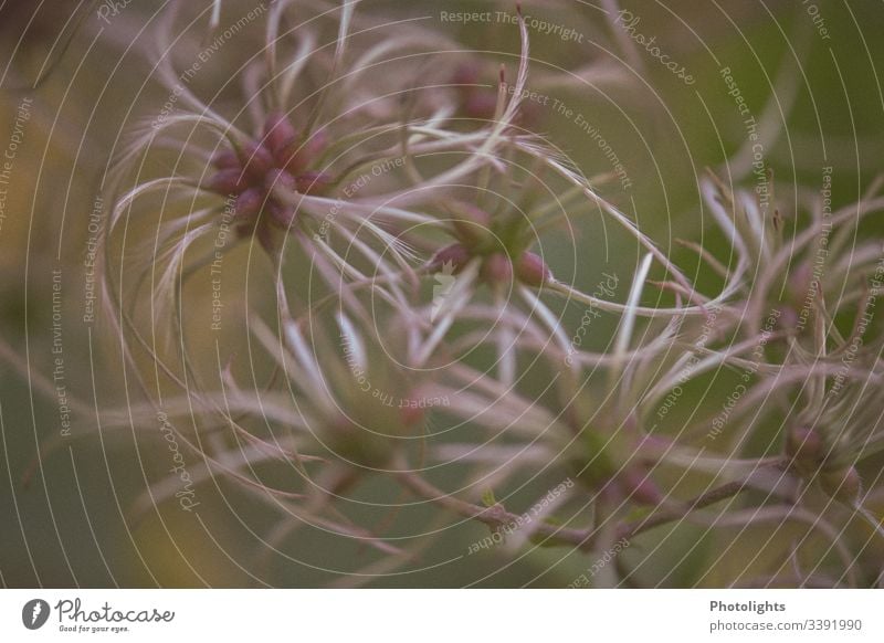 Gewöhnliche Waldrebe - Clematis vitalba - Blüten rosa violett Pflanze Nahaufnahme Außenaufnahme Makroaufnahme Natur Menschenleer Detailaufnahme Unschärfe schön
