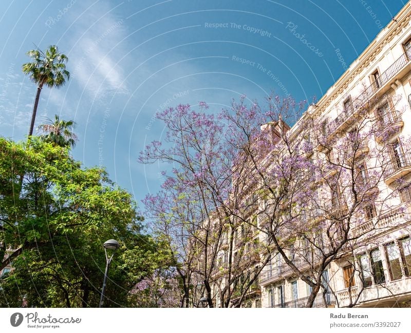 Violett blühende Bäume im Zentrum der Stadt Barcelona in Spanien Stadtzentrum Architektur Großstadt purpur Baum Blume Natur schön Frühling Blütezeit Hintergrund