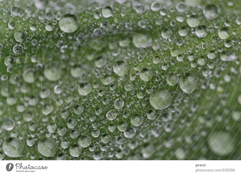 Tropfenlandschaft Umwelt Natur Wetter Regen Blatt grau grün viele Wassertropfen Farbfoto Außenaufnahme Nahaufnahme Makroaufnahme Strukturen & Formen