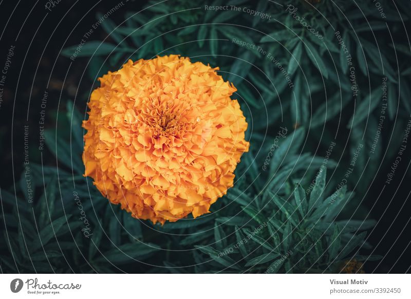 Orangenblüte der Tagetes erecta, allgemein bekannt als afrikanische Ringelblume Hintergrund schön Schönheit Blütezeit botanisch Botanik Farbe farbenfroh