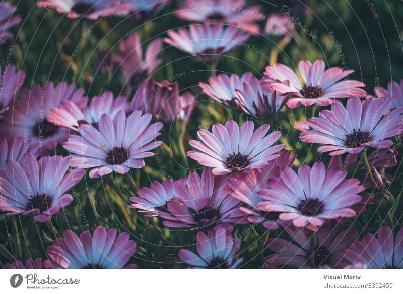 Blüten der Osteospermum 'Soprano Purple', allgemein bekannt als afrikanische Gänseblümchen oder Kap-Gänseblümchen Afrikanische Gänseblümchen Blütenpflanze Blume