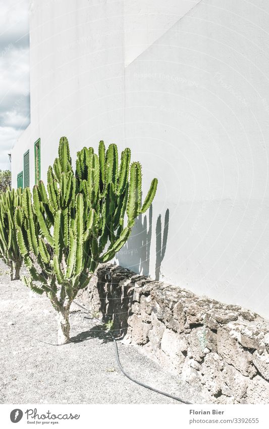 Kaktus in der Sonne vor einer Hauswand Pflanzen Fauna Cactus Fenster Gartenschlauch giessen Bewässerung Kies spitz grün grau weis Gießen Natur heiss trocken