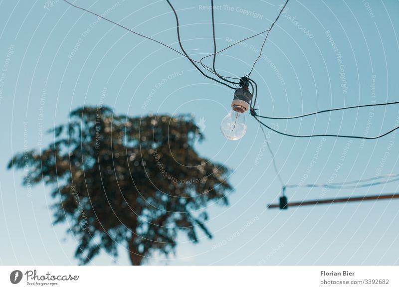 Wild angeschlossene Glühbirne mit Kabelnetz in einer Fassung  vor einer Palme Leuchtmittel retro Verbindungstechnik Strom Licht Edison Netz Anschluss Technik