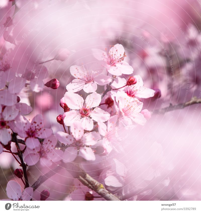 Rosa Blüten der Zierkirsche Frühblüher Frühling Natur Farbfoto Außenaufnahme Schwache Tiefenschärfe natürlich Sonnenlicht Park Baum Zweige Menschenleer