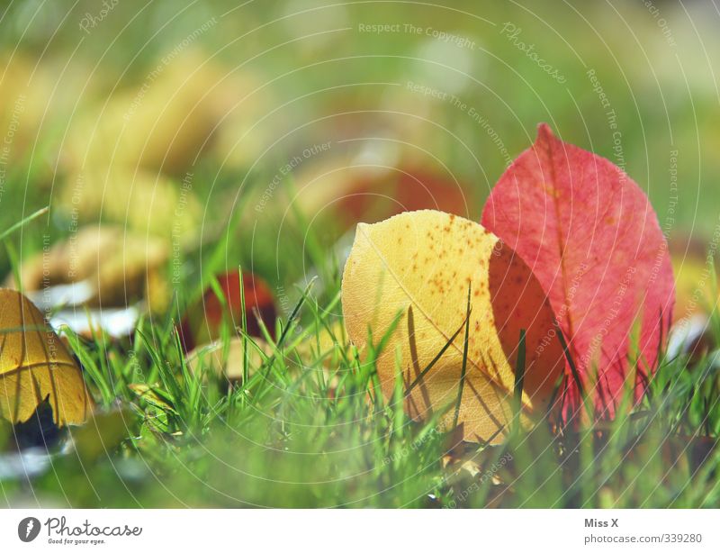 Herbst* Natur Blatt dehydrieren mehrfarbig Herbstfärbung Herbstlaub herbstlich Gras Wiese Farbfoto Außenaufnahme Nahaufnahme Menschenleer Textfreiraum oben