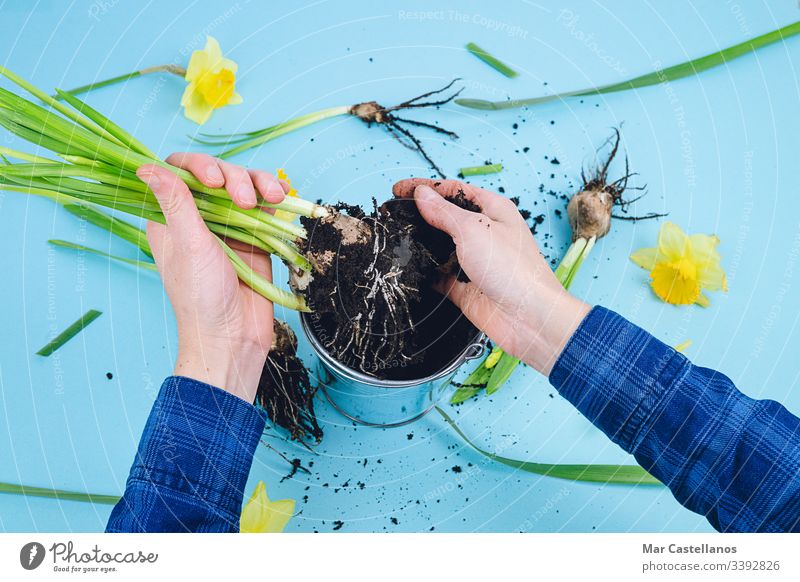 Frauenhände pflanzen Frühlingszwiebeln auf blauem Grund. Konzept der Gartenarbeit. Hände Narzissen Erde Blauer Hintergrund Verpflanzung Dekoration & Verzierung